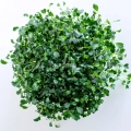 Microgreens-Samen Grünkohl 'Tuscan Black' – Draufsicht
