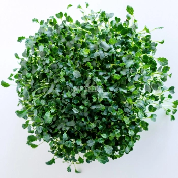 Microgreens-Samen Grünkohl 'Tuscan Black' – Draufsicht