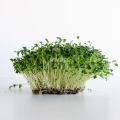 Microgreens-Samen Grünkohl 'Tuscan Black'