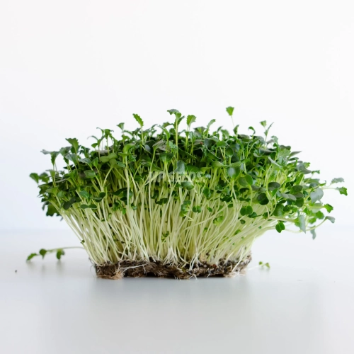 Microgreens-Samen Grünkohl 'Tuscan Black'