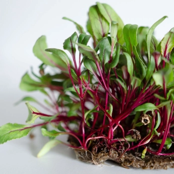 Rote Beete Microgreens aus MP SEEDS Samen – Detailaufnahme