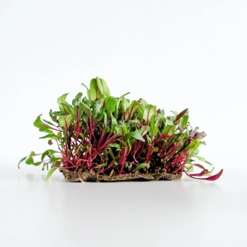 Rote Beete Microgreens aus MP SEEDS Samen für Microgreens