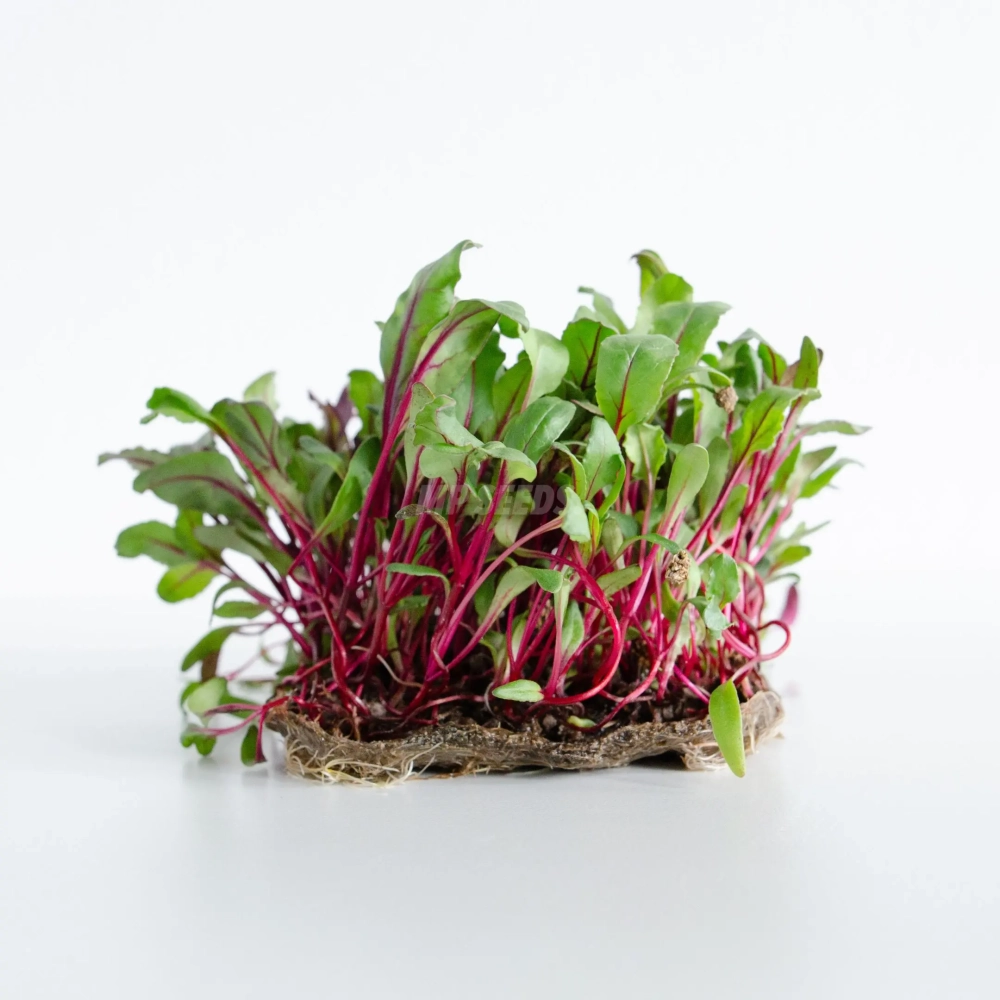 Rote Beete Microgreens aus Premium-Samen von MP SEEDS