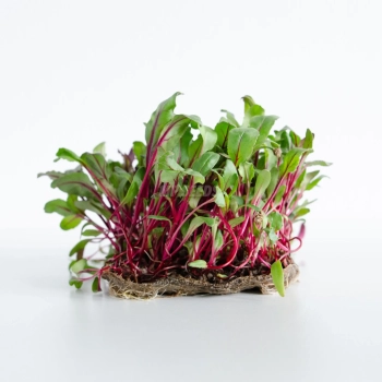Rote Beete Microgreens aus Premium-Samen von MP SEEDS
