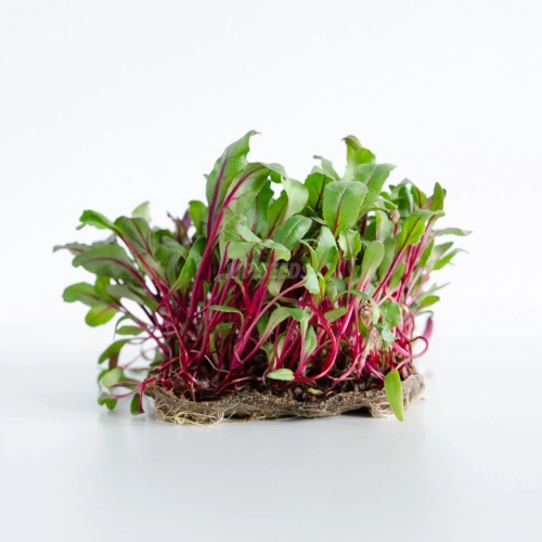 Rote Beete Microgreens aus Premium-Samen von MP SEEDS