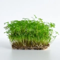 Karotte 'Falla' Microgreens aus Premium-Samen von MP SEEDS