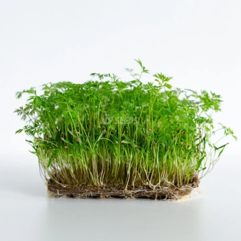 Karotte - "Falla" Microgreens-Samen