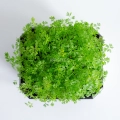 Karotte Falla Microgreens aus Samen von MP SEEDS – Draufsicht