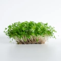 Frische Petersilien-Microgreens aus MP SEEDS Samen