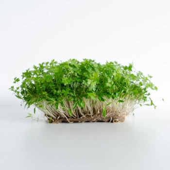 Petersilie-Microgreens-Samen