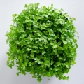 Petersilien-Microgreens von oben betrachtet