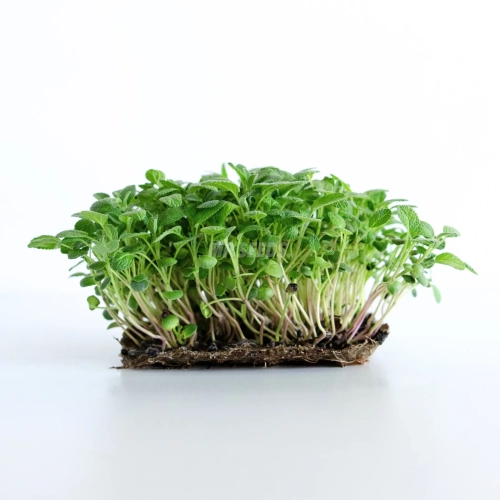 Salbei-Microgreens aus MP Seeds Saatgut gezogen.