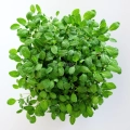 Blätter von Salbei-Microgreens aus MP Seeds Saatgut gezogen – Draufsicht.
