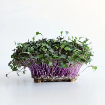 Roter Kohlrabi/Rosakohl Microgreens-Samen