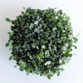 Rote Kohlrabi-Microgreens – Draufsicht