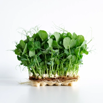 Weiße Erbsensamen für Microgreens