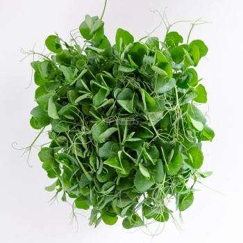 Weiße Erbsensamen für Microgreens - Draufsicht.
