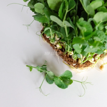 Weiße Erbsensprossen - Microgreens-Samen