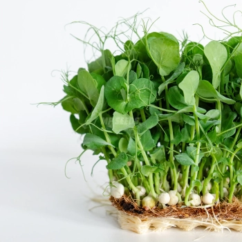Weiße Erbsensamen für Microgreens