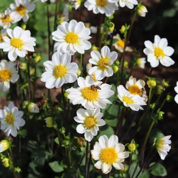 Dahlie Topmix Knollen (10 Stk.)