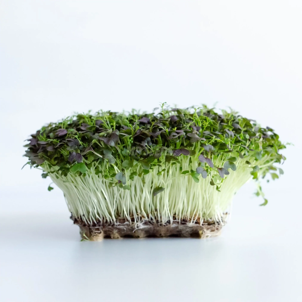 Mizuna Red Frills Microgreens aus Saatgut von MP SEEDS angebaut.