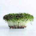 Mizuna Red Frills Microgreens aus Saatgut von MP SEEDS angebaut.