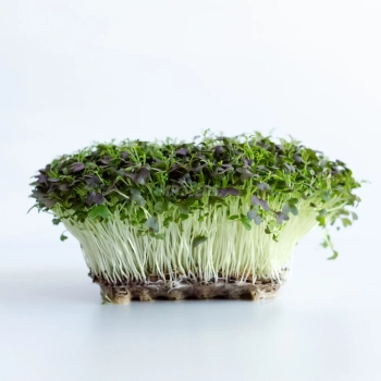 Mizuna Red Frills Microgreens aus Saatgut von MP SEEDS angebaut.