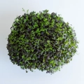Mizuna Red Frills (japanische Senfkohl) Microgreens aus Saatgut von MP SEEDS angebaut - Draufsicht.