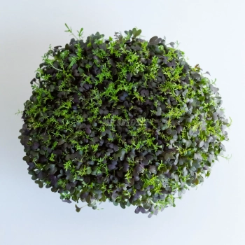 Mizuna Red Frills (japanische Senfkohl) Microgreens aus Saatgut von MP SEEDS angebaut - Draufsicht.