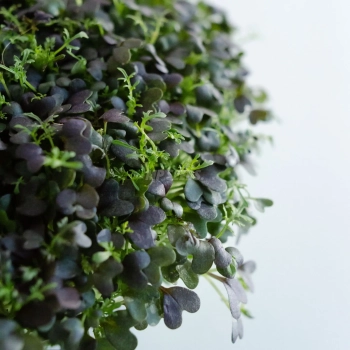 Nahaufnahme der Mizuna Red Frills Microgreens-Blätter.