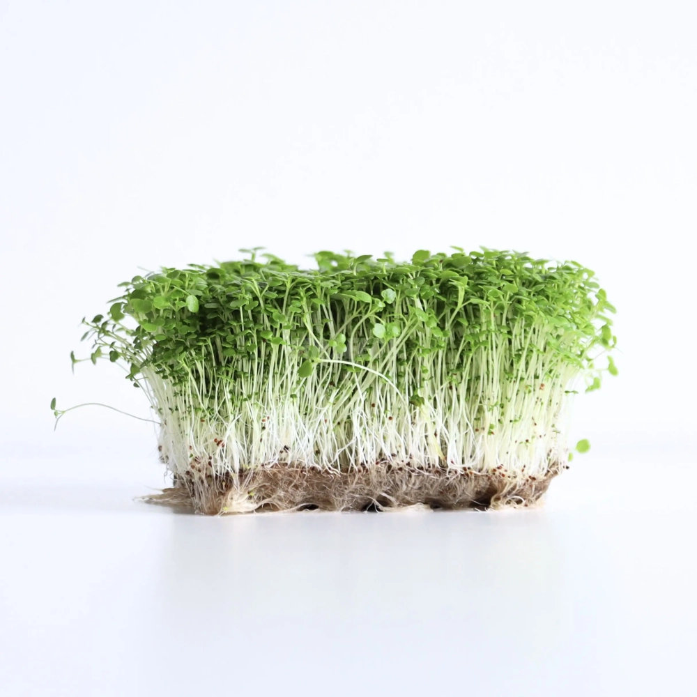 wasserkresse-microgreens-samen.webp