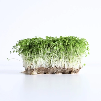 Wasserkresse Microgreens Samen