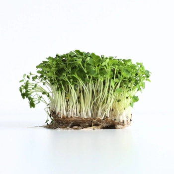 Tatsoi Kohl Microgreens Samen