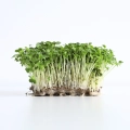 tatsoi-kohl-microgreens-samen.webp