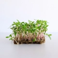 Mexikanischer Tagetes, angebaut aus Microgreens-Samen von MP SEEDS.