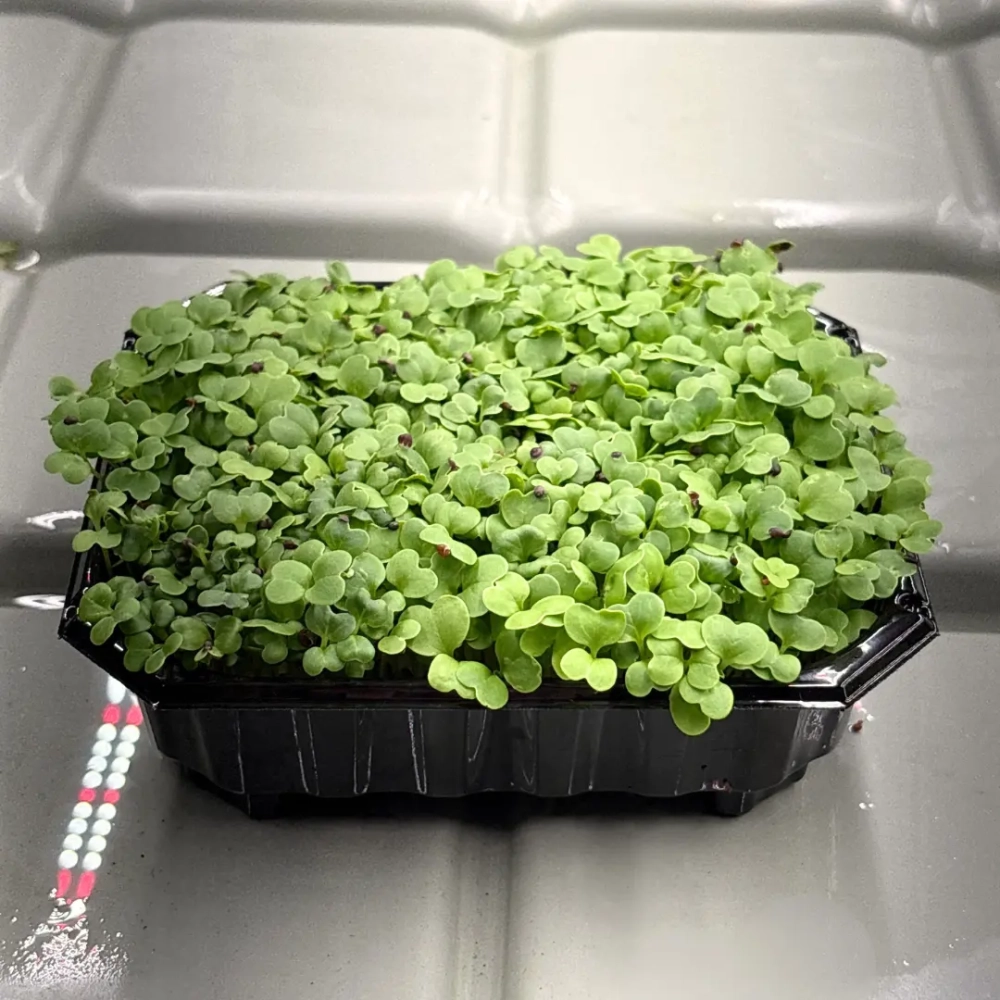 kohl-michihili-microgreens-samen.webp