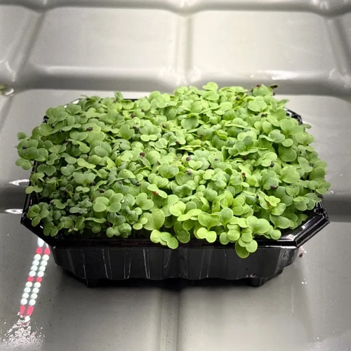 kohl-michihili-microgreens-samen.webp