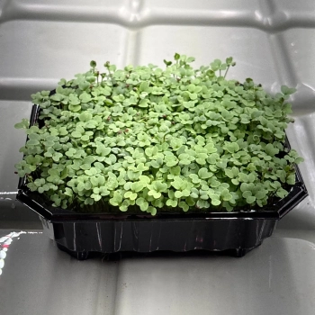 Scharfer Senf Microgreens Samen
