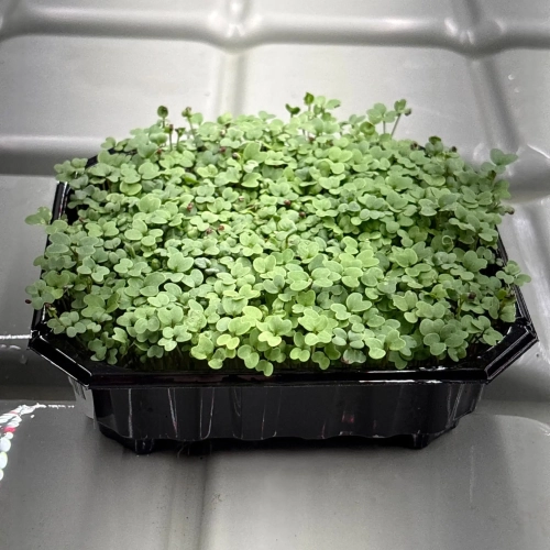scharfer-senf-microgreens-samen