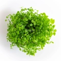 Draufsicht auf Zitronenbasilikum-Microgreens, angebaut aus Samen von MP SEEDS.