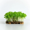 Basilikum Zitrone Microgreens, angebaut aus Samen von MP SEEDS.