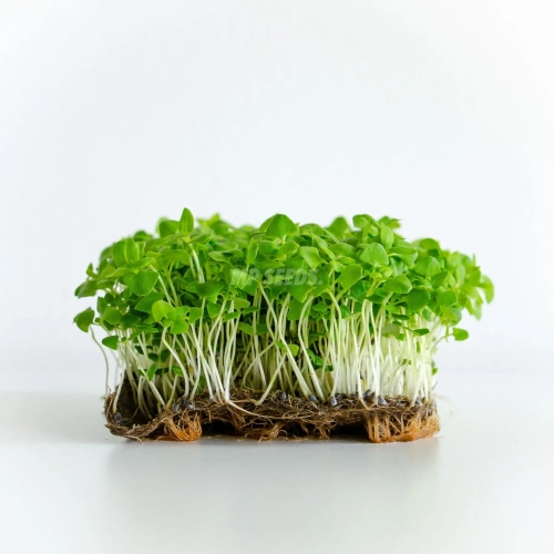 Basilikum Zitrone Microgreens, angebaut aus Samen von MP SEEDS.
