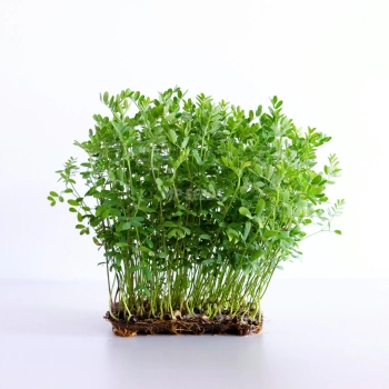 Linsensamen für Sprossen und Microgreens