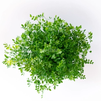 Rote Linsen-Microgreens aus Samen von MP SEEDS – Ansicht von oben.