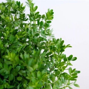 Rote Linsen-Microgreens aus Samen von MP SEEDS – Nahaufnahme der Blätter.
