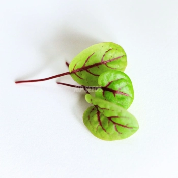 Rotblättrige Sauerampfer Microgreens-Samen