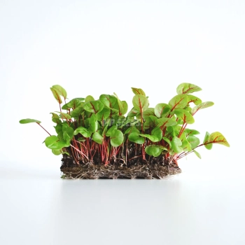 Rotblättrige Sauerampfer Microgreens-Samen