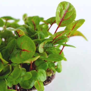 Rotblättrige Sauerampfer Microgreens-Samen