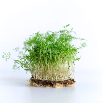 Fenchel-Microgreens-Samen