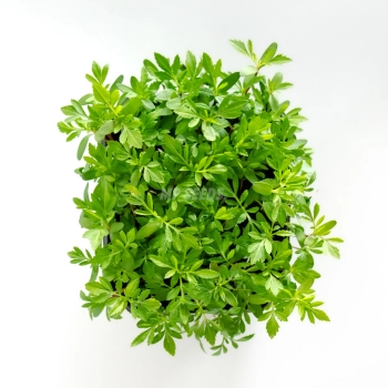 Mexikanische Tagetes-Microgreens, angebaut aus Samen von MP SEEDS – Draufsicht.